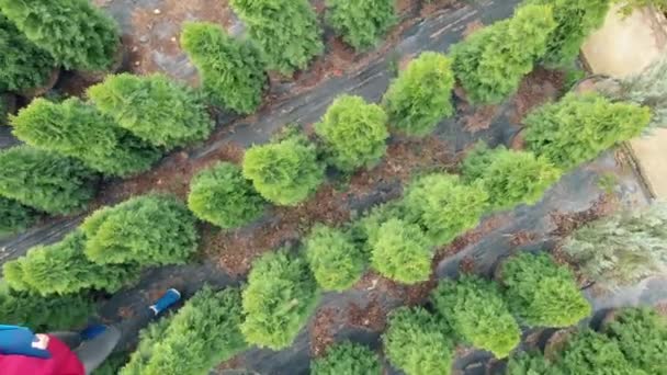 Widok z drona - sprzedawczyni roślin rasy kaukaskiej przechodzi przez szkółkę sadzonek i rozmawia przez smartfona. Lokalny kwiaciarnia, zatrudnienie w ochronie środowiska — Wideo stockowe