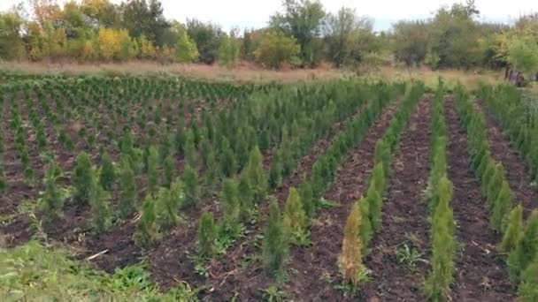 Aerial view - a field with coniferous seedlings. Agricultural business — Stock Video