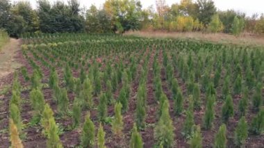 Bitmeyen yeşil ağaçların ve süs çalı bitkilerinin yetiştiği toprak tarlaları. Dışarıda fidelerin fidanlığı. Hava yerel eko işi