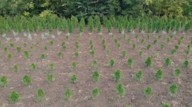 Hava manzarası - fidelerin olduğu bir alan. Tarım endüstrisi, endüstriyel ölçekte tohum yetiştirmek için tarım çiftliği.