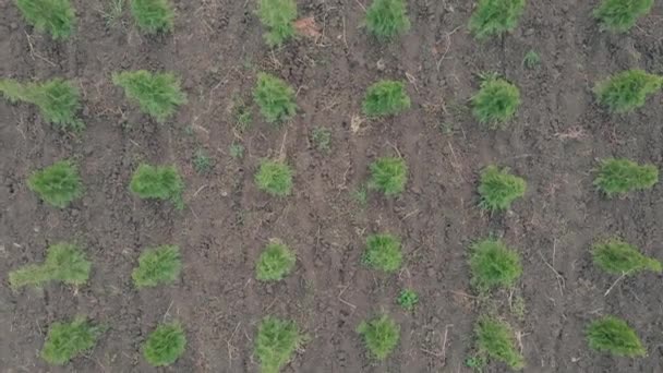 Статический вид с дрона хвойных зеленых древесных деревьев, растущих в земле. Культивированное украшение сада — стоковое видео