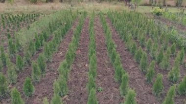 Noel ağacının alternatifi. Bir bitki çiftliğinin havadan görünüşü. Kozalaklı tohumlar, tarımda bitki örtüsü. Bahçe dekorasyonu için fidan satışı.