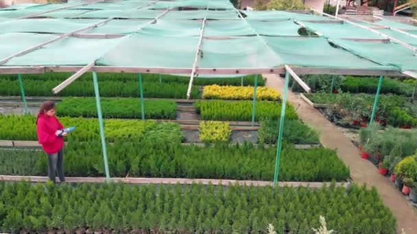 Profession florist, a woman outdoors in a plant nursery inspects planting material. Aerial view. Shrubs and trees growing control — Stock Video