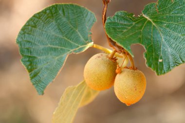 Kivi /Chinese gooseberry (Actinidia sp.) asma ağacı üzerinde. Kivi Çin'e ve geniş dünyaya yaymak