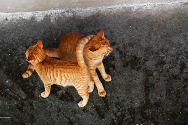 Top View Two Cats Taken — Stock Photo, Image