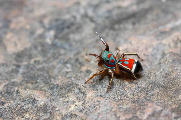 Colorful jumping spider / Metallic jumper spider (Siler semiglaucus)(female) on rock background (taken from Thailand, Southeast Asia)