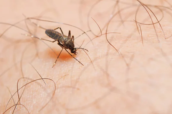 Close Female Mosquito Sucking Blood Human Skin — Stock Photo, Image
