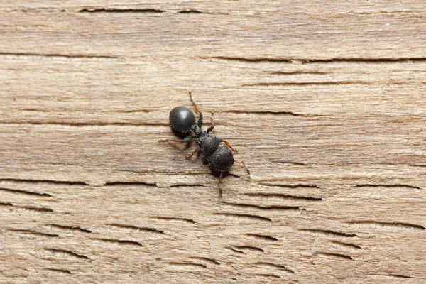 Very Cute Ant Cataulacus Granulatus Look Cartoon Dolls Wood Background — Stock Photo, Image