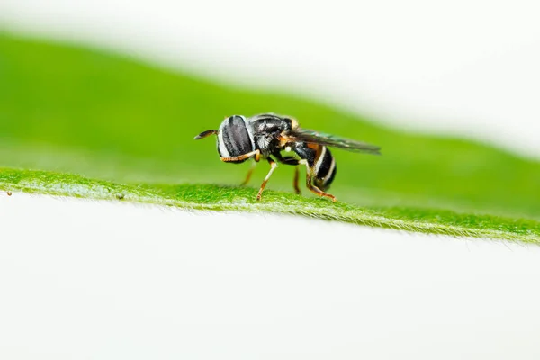 Симпатичная Пчелиная Мимическая Ховермушка Цветочная Сирофидная Муха Зеленом Травяном Листке — стоковое фото