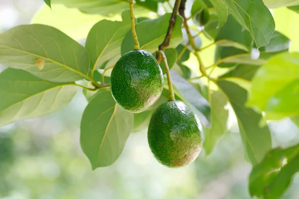 Frutos Del Aguacate Persea Americana Rama Del Árbol —  Fotos de Stock