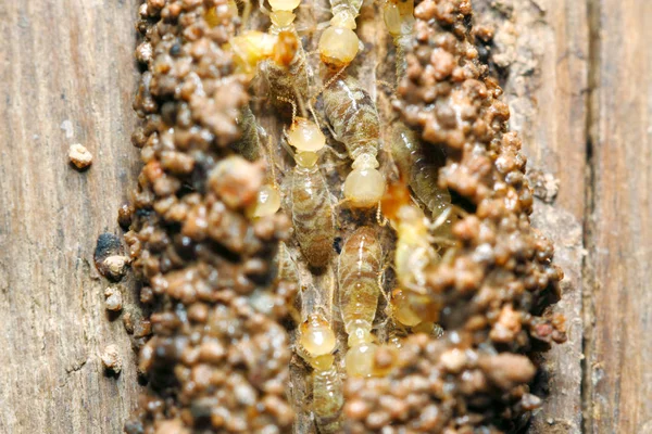 Termites Worker Globitermes Sulphureus Build Soil Tunnel Wood Structure — Stock Photo, Image