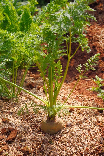 Растение Моркови Растительном Ложе — стоковое фото