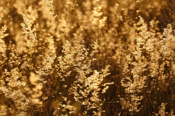 Цветочное Травяное Поле Tricholaena Rosea Закатом — стоковое фото