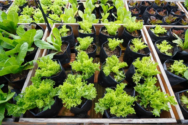 Zam yatağa parlayan organik sebze karışımı