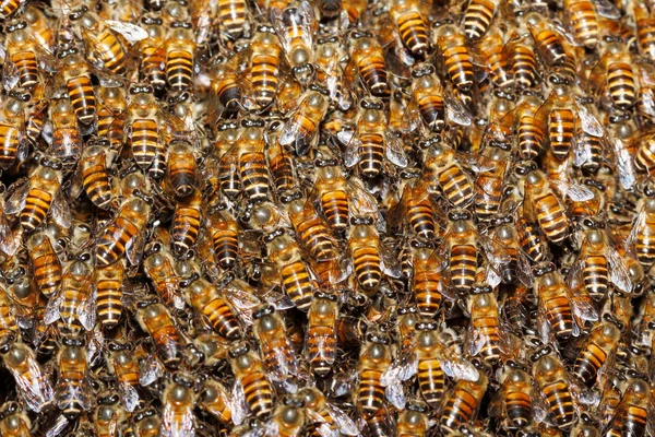 Arı kovanı closeup bal arı (Apis sp.) arka plan