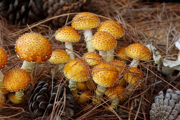 Шагги Фолиота Гриб Shaggy Scalycap Pholiota Squarrosa — стоковое фото