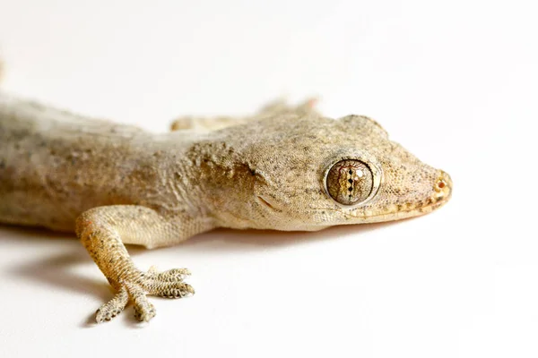 Closeup Asian House Gecko Hemidactylus White Background — Stock Photo, Image