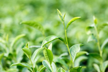 Taze yeşil çay yaprakları (Camellia sinensis var. sinensis / Çin çayı) plantasyon
