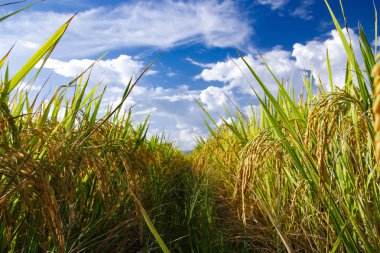 pirinç alan manzara mavi gökyüzü ve bulut