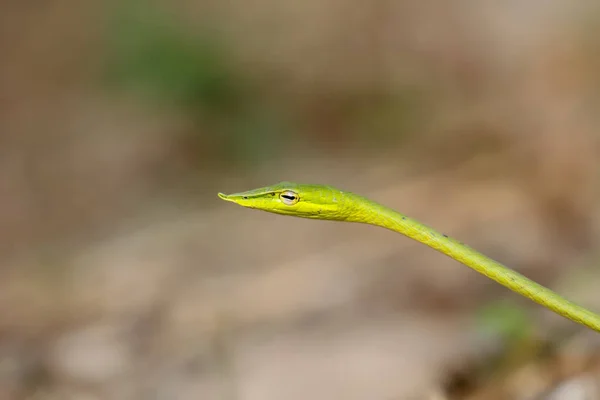 Serpente Chicote Nariz Comprido Serpente Videira Verde Ahaetulla Nasuta Tirada — Fotografia de Stock