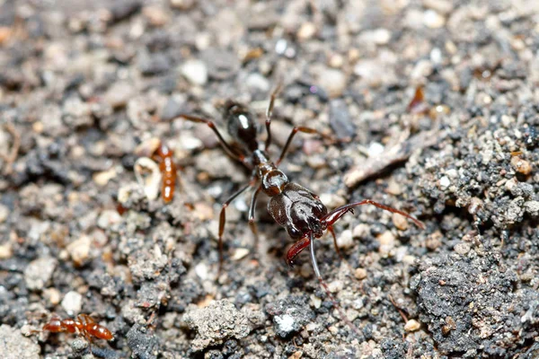 Trap Jaw Ant Odontomachus Simillimus Large Strong Jaw Ant Taken — Stock Photo, Image