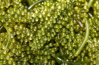 Deniz üzümü / Yeşil havyar (Caulerpa lentillifera) sağlıklı bir deniz yosunu gıda