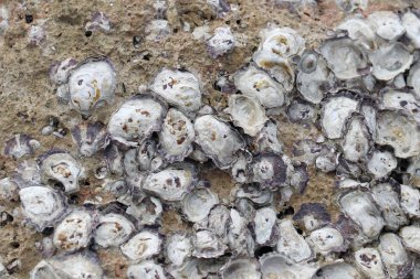 Kayanın üzerine gömülü doğada kaya istiridye