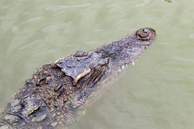 Portre tatlı su Siyam timsahı (Crocodylus siamensis) suda, Güneydoğu Asya'ya özgü