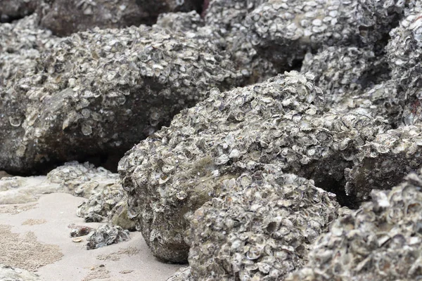 Lot Rock Oyster Grow Rock Sea Beach — Stock Photo, Image