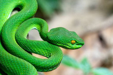 Yakın büyük gözlü Yeşil Çukur engerek (Trimeresurus macrops) Güneydoğu Asya'nın endemik specie kadar