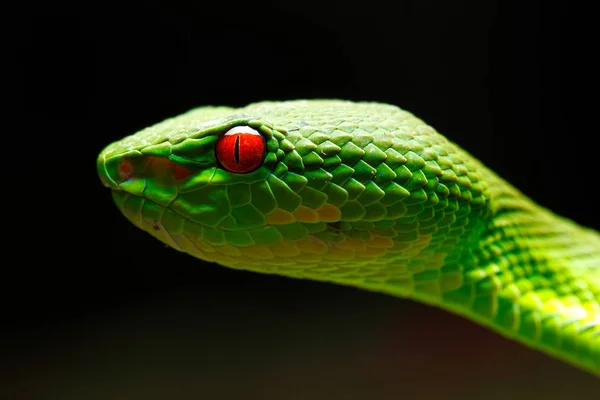 Närbild Färgglada Gröna Pit Viper Head Porträtt Taget Från Thailand — Stockfoto