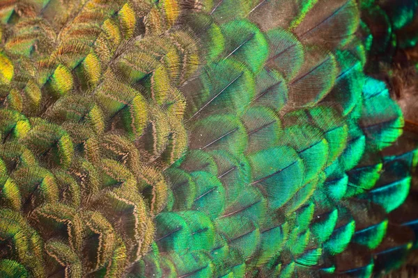 Green peafowl / peacock (Pavo muticus) body feather background (selective focus)