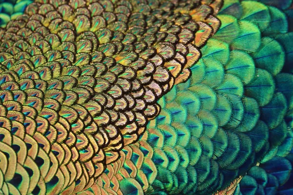Erkek yeşil peafowl renkli tüy / tavus kuşu (Pavo muticus) (seçici odak)