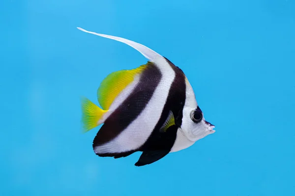 Longfin Або Риф Bannerfish Вимпел Coralfish Кучер Heniochus Ацета Синьому — стокове фото