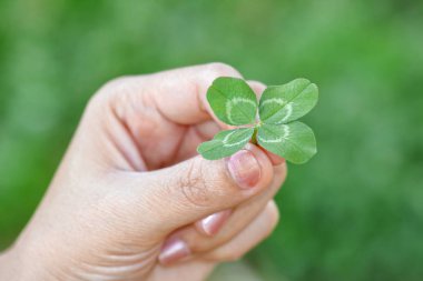 Dört yapraklı şanslı yonca (Beyaz / Hollandalı yonca: Trifolium tövbe eder)