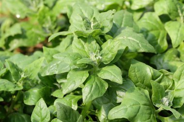 New Zealand spinach/ Cook's cabbage (Tetragonia tetragonioides) the edible leaves plant used as leafy vegetable like spinach clipart