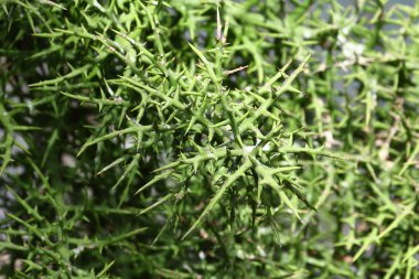 Madagaskar 'a özgü korkunç bir Stiver çalılığı (Euphorbia stenoclada) dikenidir.