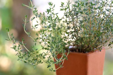 Çömlekte yetişen kekik otları.