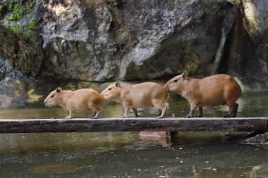 Tahta köprüde yürüyen üç kapibara (Hydrochoerus hydrochaeris)