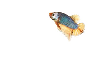 Beyaz zemin üzerinde yeşil ejderha formu (sarı yüzgeç) ile savaşan siyam balığı (Betta splenden) 