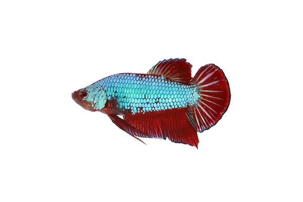 Beyaz zemin üzerinde yeşil ejderha formu (kırmızı yüzgeç) ile savaşan siyam balığı (Betta splenden) 