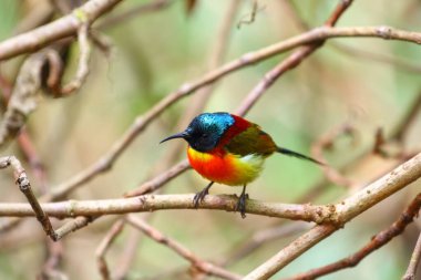Yeşil kuyruklu güneş kuşu (Aethopyga nipalensis angkanensis) Inthanon Ulusal Parkı, Tayland 'ın zirvesinde (zirvede sisten dolayı yumuşak odak noktası) bulunan alt türler)