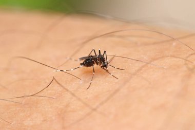 Aedes Albopictus sivrisineği insan derisinden kan emiyor. Dang, zika, chikungunya, mayaro ve sarı humma virüslerini insanlara yayan 2 ana vektörden biri.
