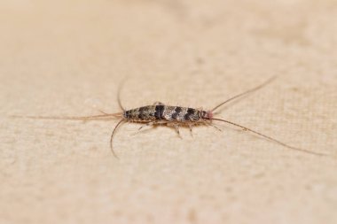 Bantlı gümüşbalığı (termobia domestica), yaygın bir ev hayvanı..