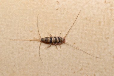 Bantlı gümüşbalığı (termobia domestica) üst görünüm, yaygın bir ev hayvanı.