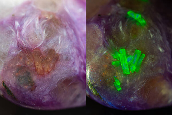 Крупный план Стеацит минерал в хароитном драгоценном камне, радиоактивный минерал, содержащий элемент тория (показать зеленый флуоресцентный под ультрафиолетовым светом) (селективное фокус)