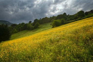 Bulutlu ve yağmurlu bir gün çiçek kaplı meadows, Navia de Suarna, Galiçya üzerinde