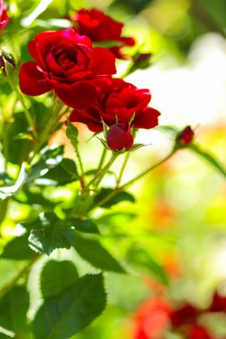 Arka plan bulanık üzerinde Bahçe, kırmızı güller, kırmızı güller, kopya alanı, bir boş bir buket çiçekle bahar bahçe