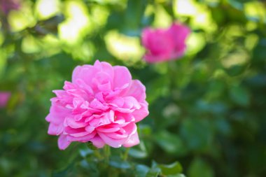 Bulanık bir arka plan kopya alanı, buket hazırlık, çiçek Bahçe, pembe gül pembe gül çiçek bahar bahçe