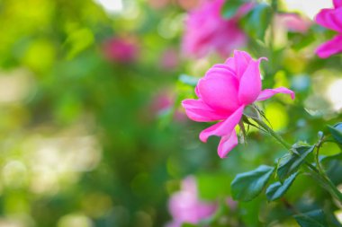 Bulanık bir arka plan kopya alanı, buket hazırlık, çiçek Bahçe, pembe gül pembe gül çiçek bahar bahçe